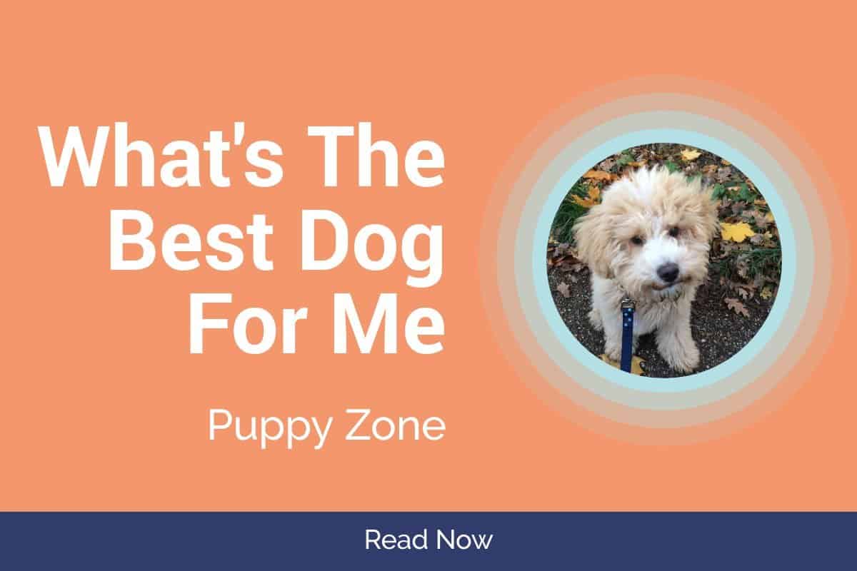 What's The Best Dog For Me? Find Your Perfect Puppy Match