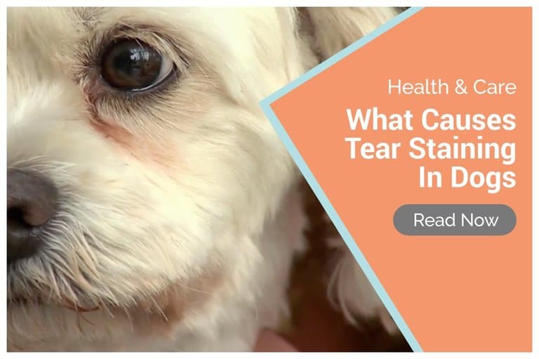 What Causes Hip Dysplasia In Dogs And Hip Scores Explained