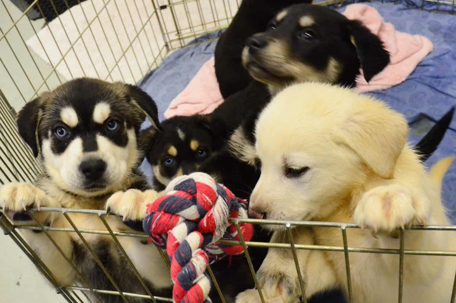 What's The Best Dog For Me? Find Your Perfect Puppy Match