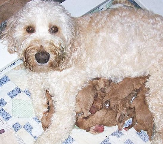 healthiest poodle mixes