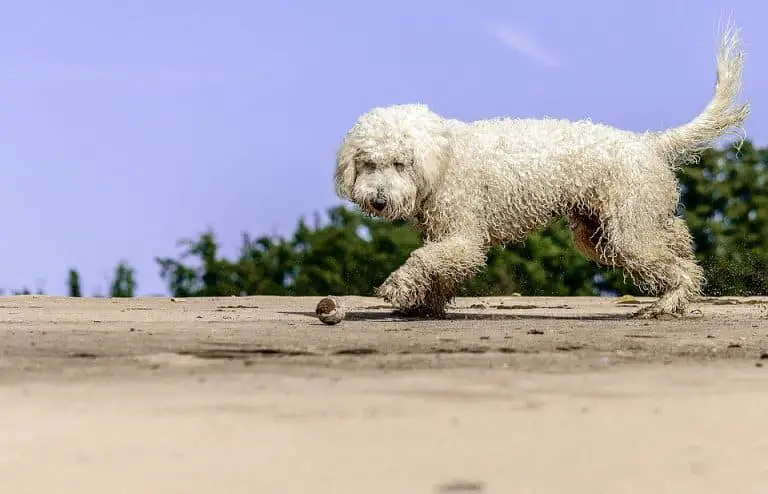 Golden Doodle Dog Fur Playing having Fun on the Beach