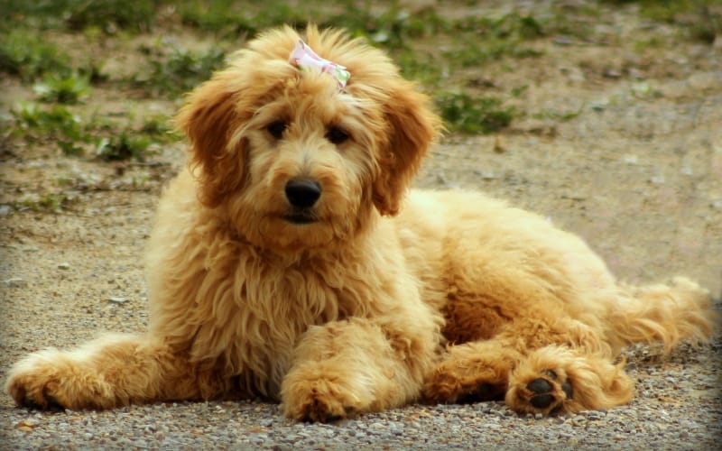 goldendoodle-dog