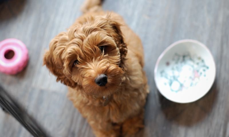 puppy-with-bowl
