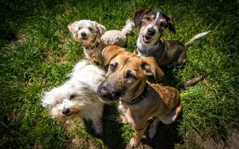 group-of-dogs