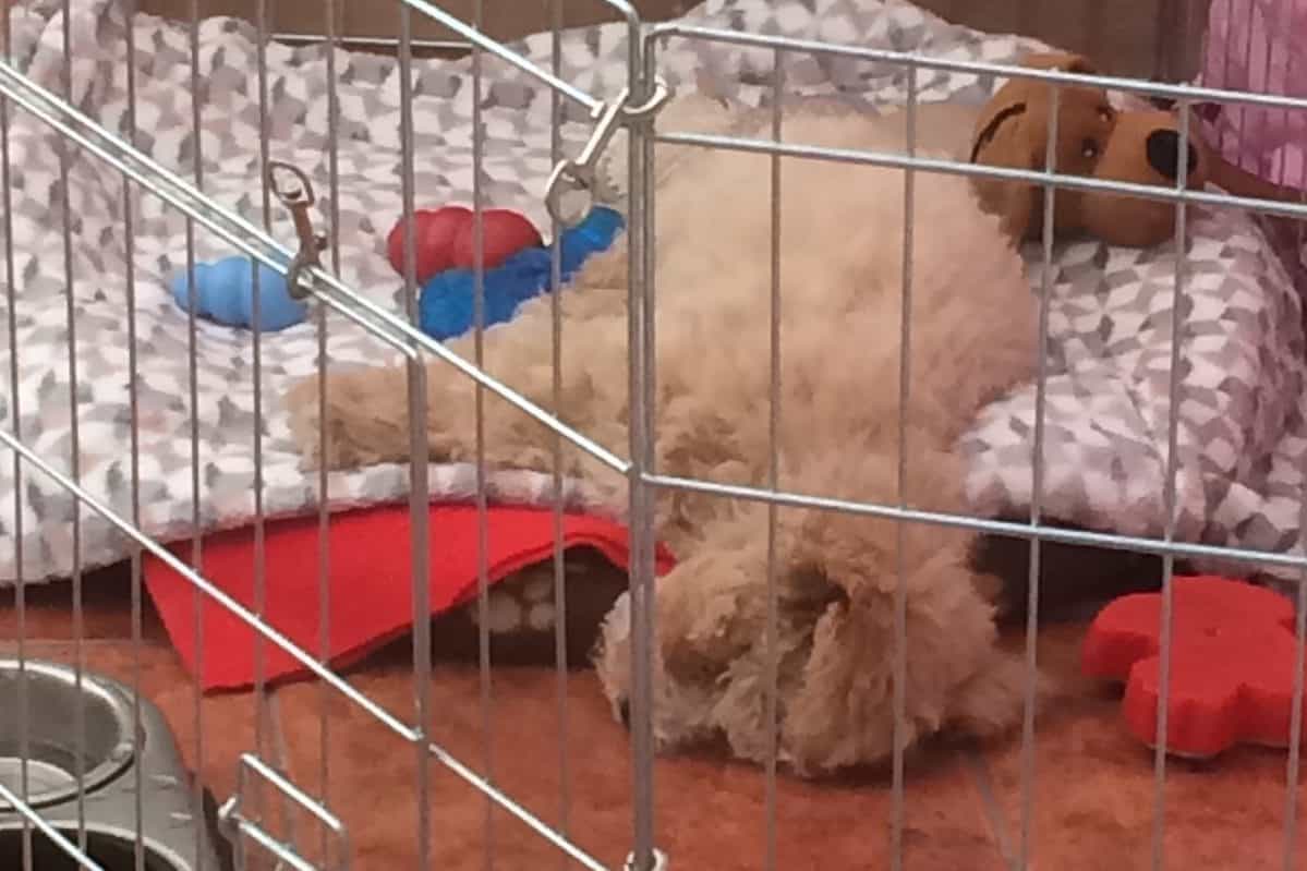 The Perfect Puppy Set Up Manage Your Puppy's Environment