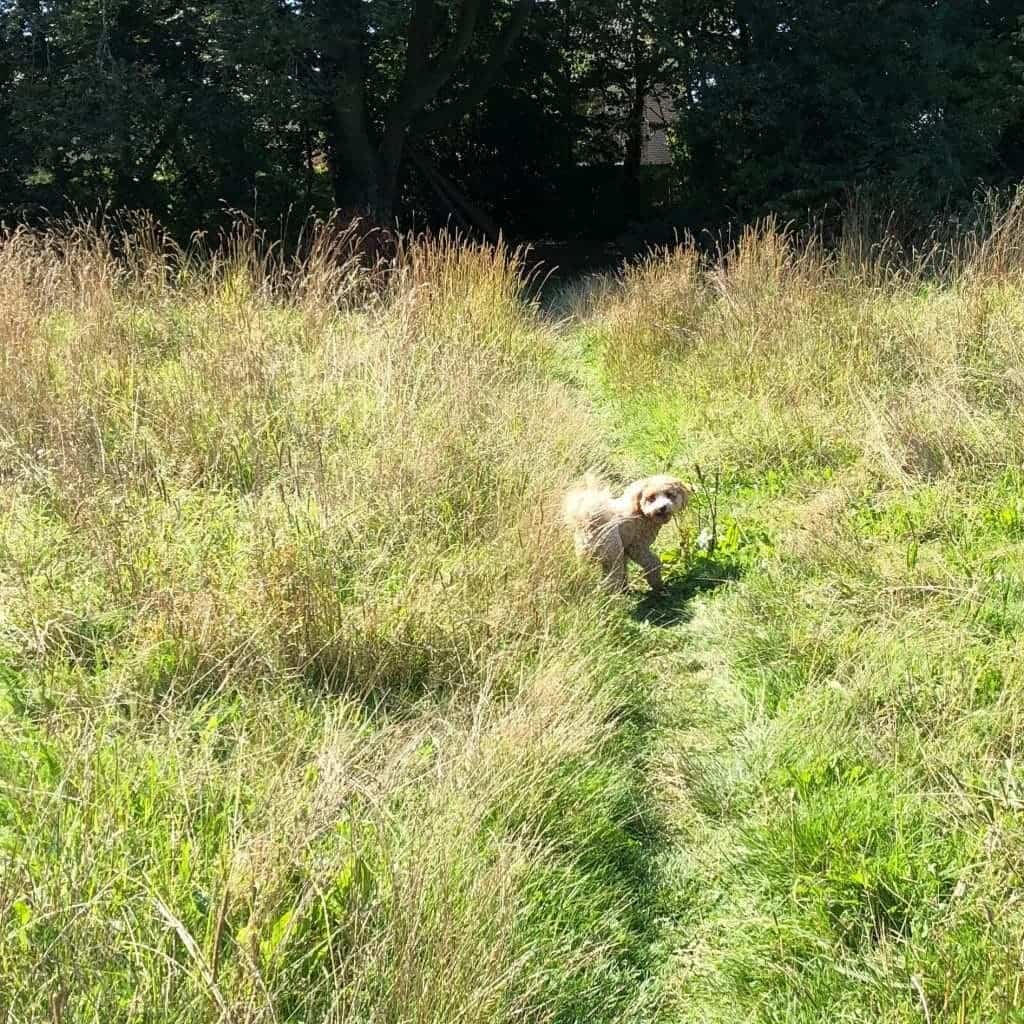dog running in long grass
