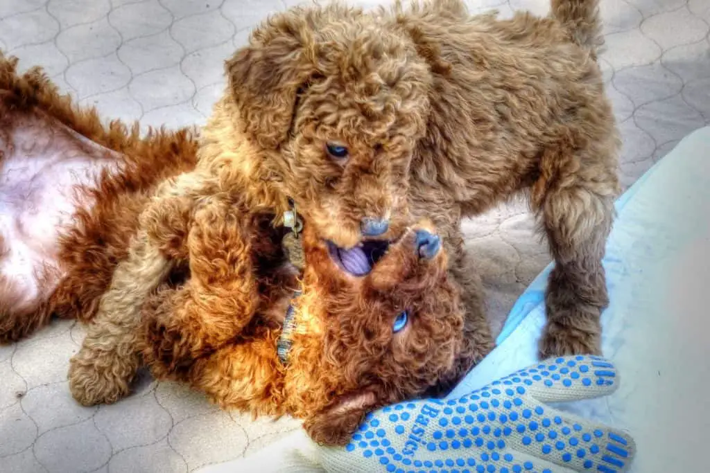 Goldendoodle Puppies Playing