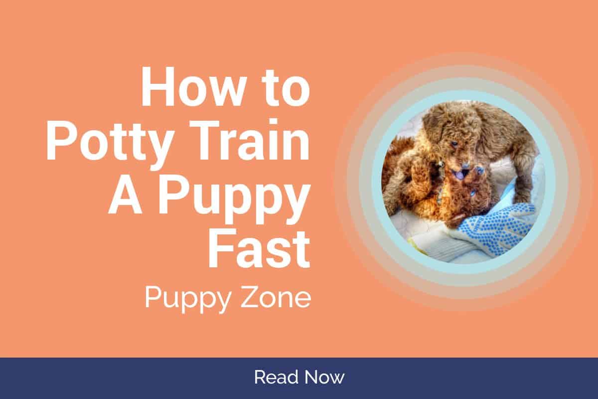 How To Potty Train A Puppy Fast Discover Tips For Success