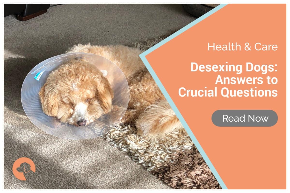 Desexing Dogs 10 Informative Answers to Crucial Questions