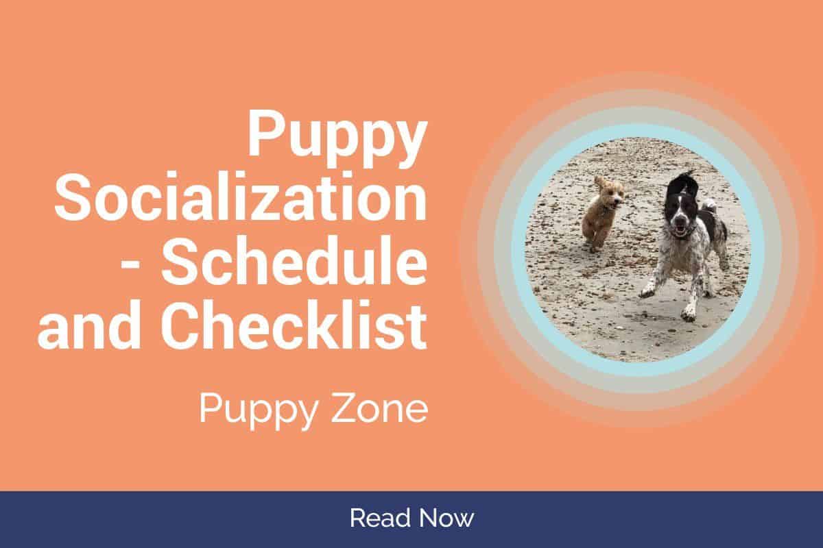 Puppy Socialization: Checklist and Schedule For Your New Dog