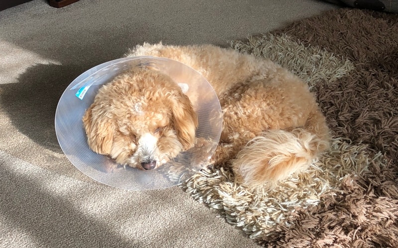 dog-recovering-from-operation
