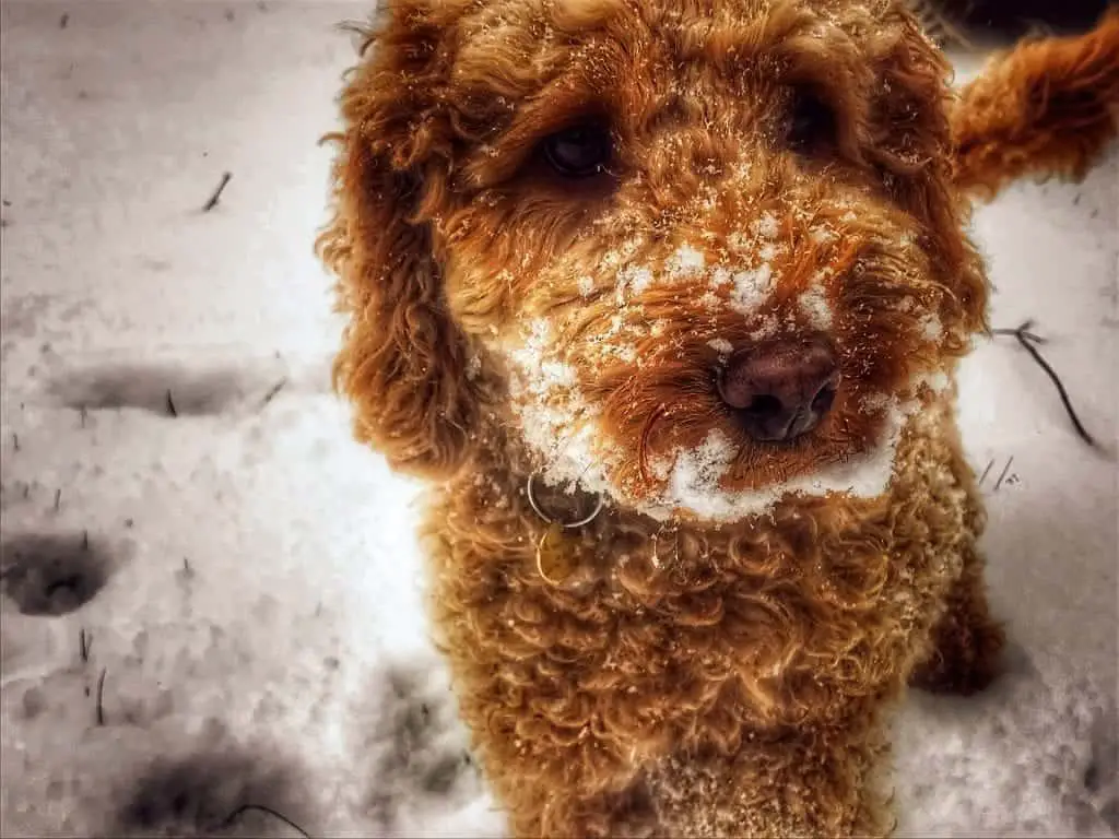 Cockapoo playing in the snow