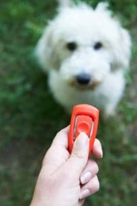 dog-clicker-training