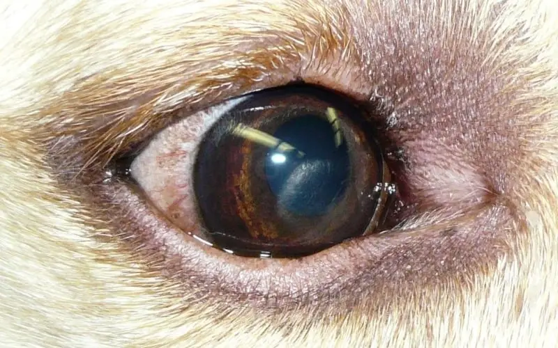 dog-eye