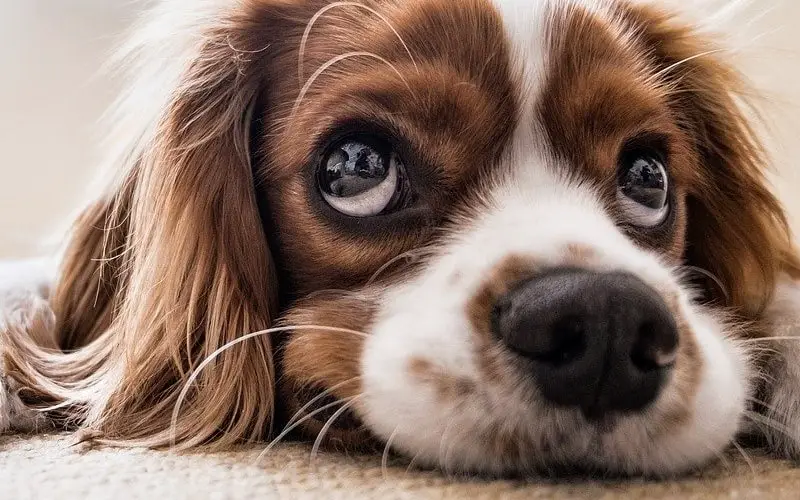 dog-lying-on-carpet