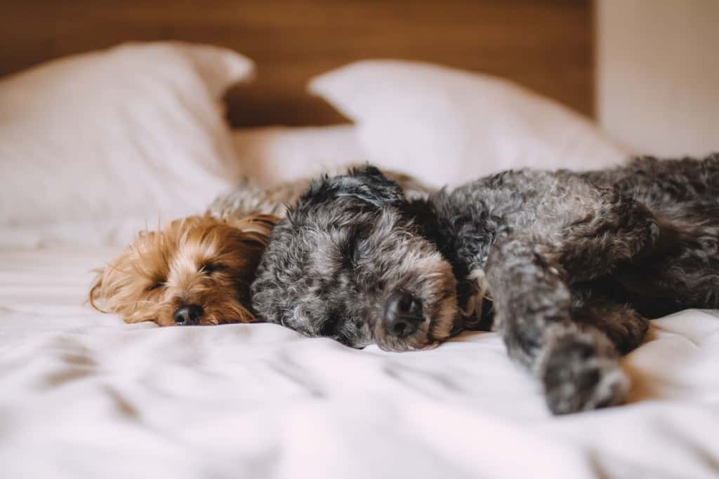 puppies-sleeping-on-bed