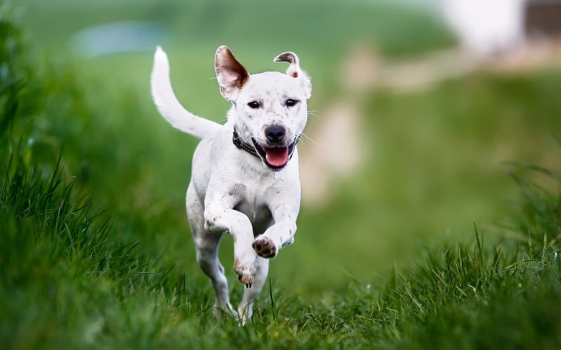 off-leash-dog-running