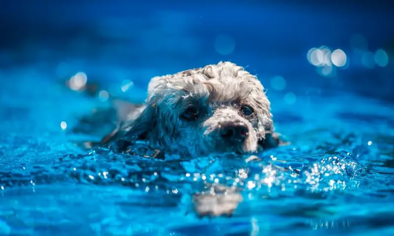 poodle-swimming