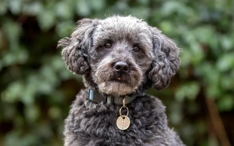 schnoodle-pros-and-cons