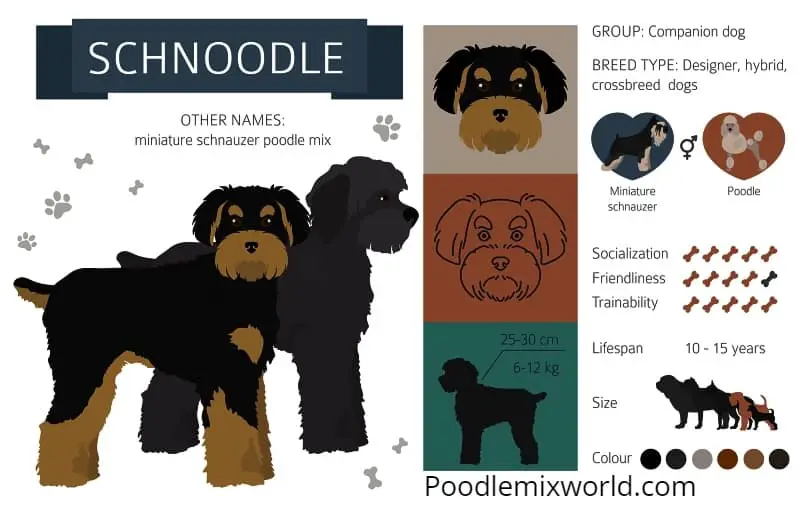 schnoodle-infographic-poodlemixworld
