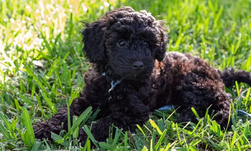 schnoodle-puppy