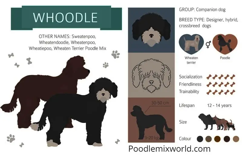 whoodle-breed-information-poodlemixworld