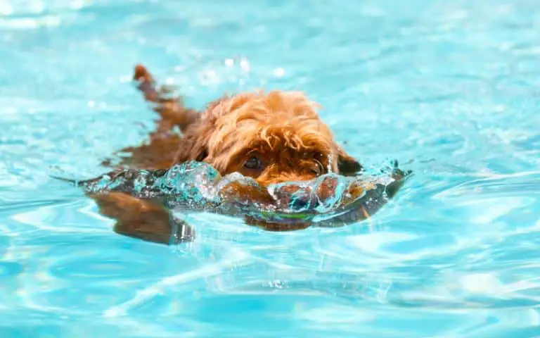 can-goldendoodles-swim
