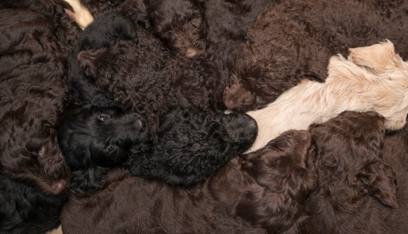 labradoodle-puppies-sleeping