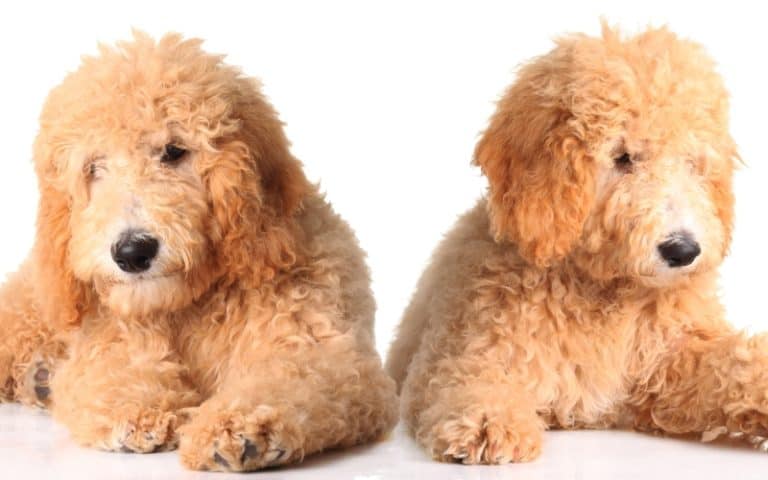 why-do-goldendoodle-puppies-bite