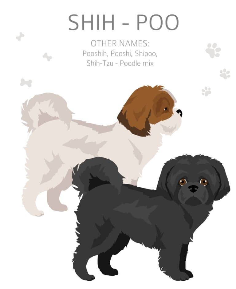 Shihpoo Breed Information | Poodle Mix World