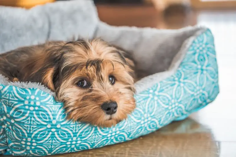 Picture of Shihpoo puppy lying in bed